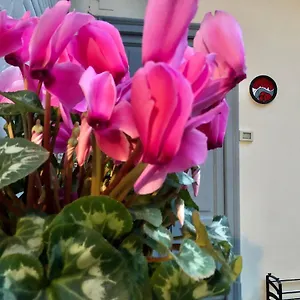 Flat66 Appartamento